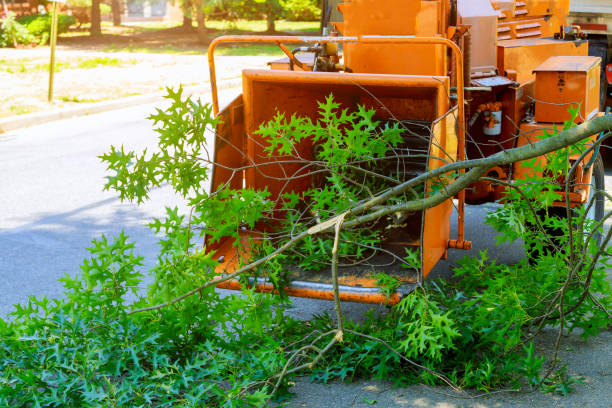 Best Tree Trimming Near Me  in Parowan, UT